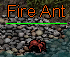 Fire Ant